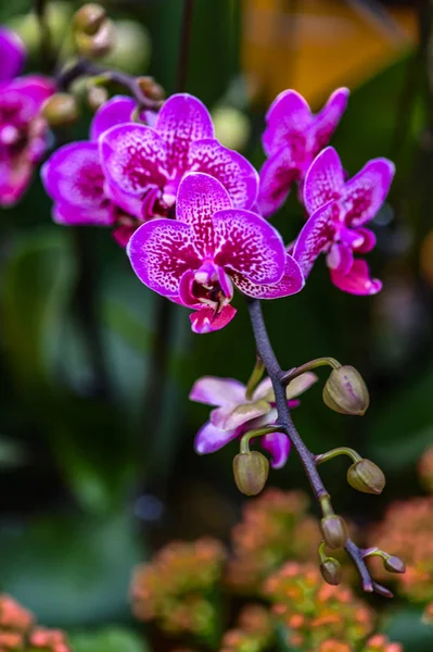 Bloeiende Phalaenopsis Orchidee Gefotografeerd Changchun China — Stockfoto