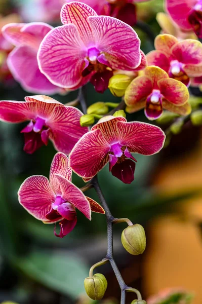 Orchidée Phalaenopsis Fleurs Photographié Changchun Chine — Photo