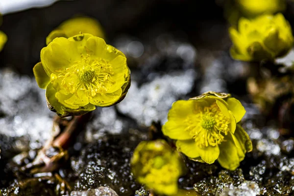 Ice Flowers Blooming Snow — Stock Photo, Image