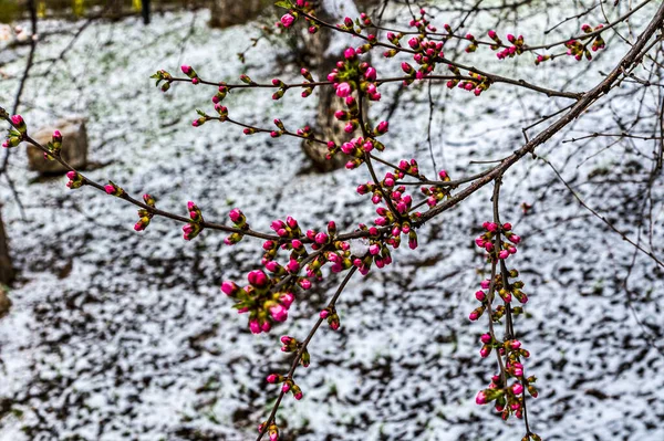 Chiny Changchun Kwietniowa Zamieć Śnieżna Kwiaty Płatki Śniegu Kwietnia 2020 — Zdjęcie stockowe