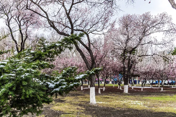 China\'s Changchun, April blizzard flowers and snowflakes - On April 21, 2020, Changchun, China, Changchun City, early spring April, a heavy snowstorm hit, snowflakes and flowers echoed each other, fighting fragrantly, showing a beautiful wonder.