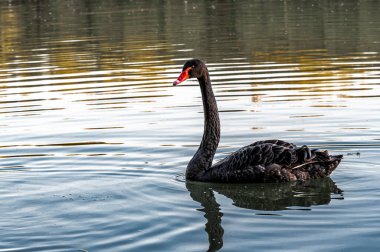 Changchun Dostluk Parkı 'ndaki gölde siyah kuğu yüzme manzarası, Çin