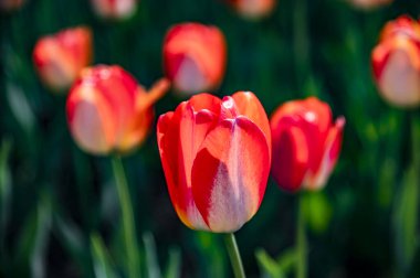 Çiçek açan laleler - Changchun, Çin 'de fotoğraflandı