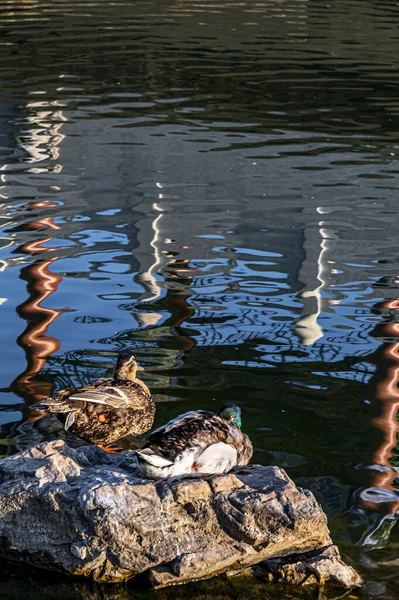 Natación Lago Pato Changchun Friendship Park China — Foto de Stock