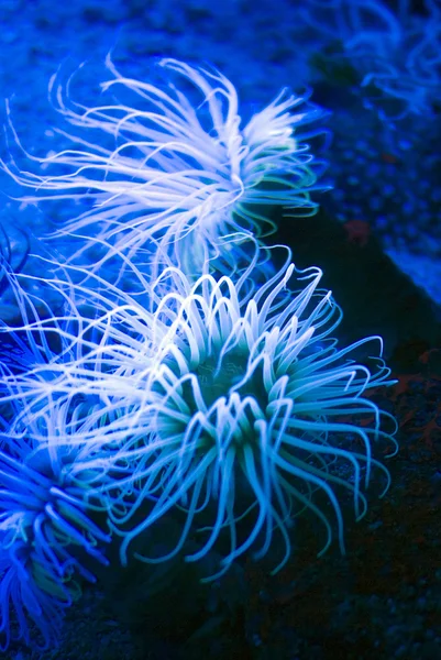 Oświetlony morskiego anemonu, Actiniaria koralowce — Zdjęcie stockowe