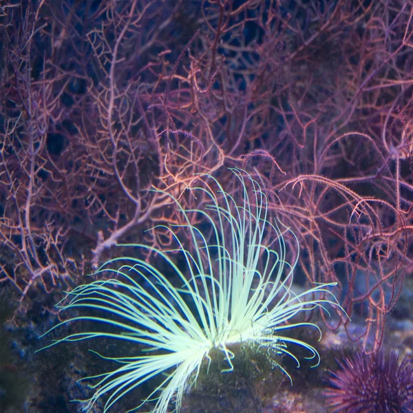 Macro imagem de Anemoe. Leptogorgia sarmentosa — Fotografia de Stock