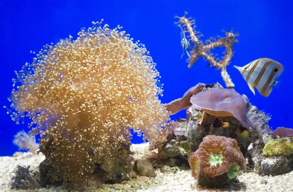 Zeeanemonen in het aquarium — Stockfoto