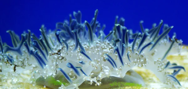 Medusas en el acuario — Foto de Stock