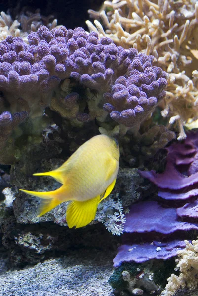Goldie de mar (Pseudanthias squamipinnis ) — Foto de Stock
