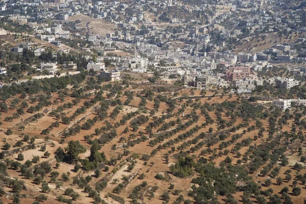 Оливковые сады Иордании — стоковое фото