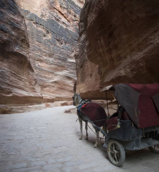 Jordan. Chariot à cheval dans le canyon de Petra — Photo