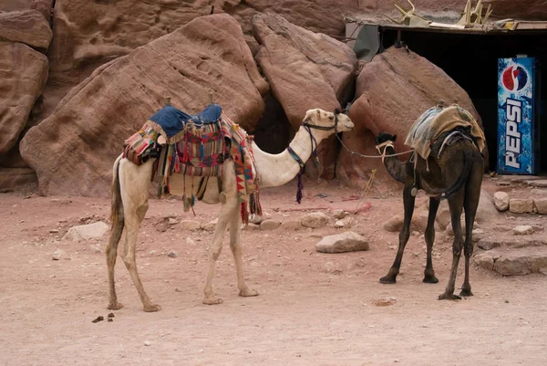 Kamelen gebruikt voor vervoer, Petra, Jordanië — Stockfoto