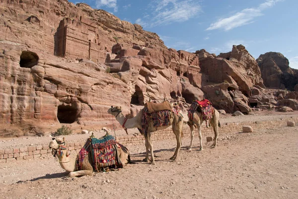 Chameaux bédouins se reposer à Petra, Jordanie — Photo