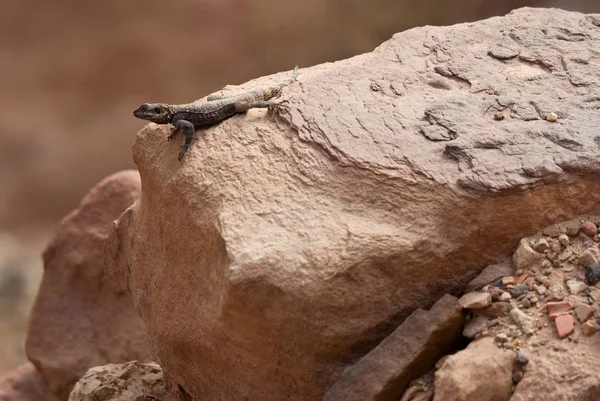 Lézard sur le rocher — Photo