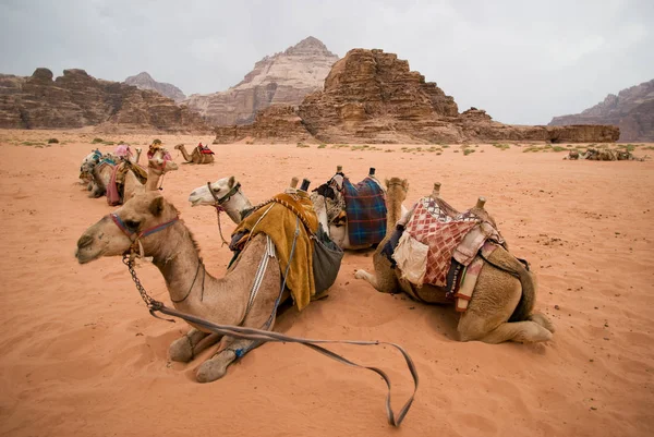 Bedouin kamelen een rust nemen — Stockfoto