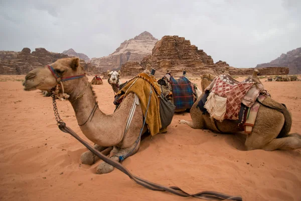 Beduínské velbloudi si odpočinout — Stock fotografie