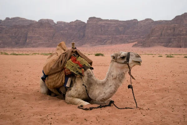 Bedouin camel nemen een rust — Stockfoto