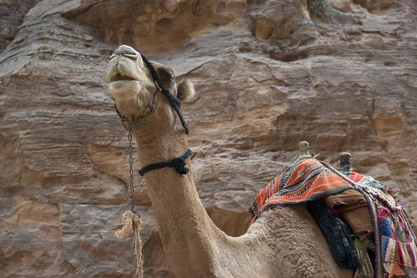 Camel närbild — Stockfoto