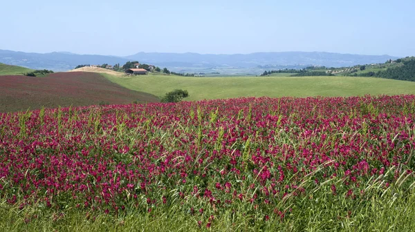 Paysage printanier Toscane — Photo