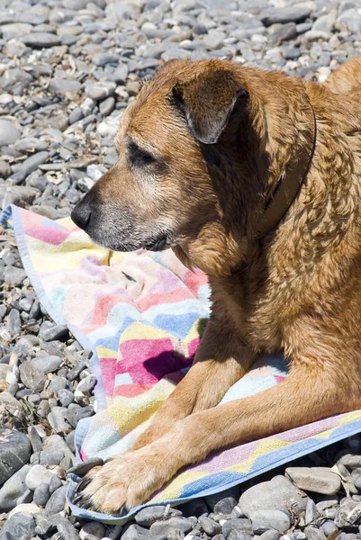 Hund avkopplande på stranden — Stockfoto