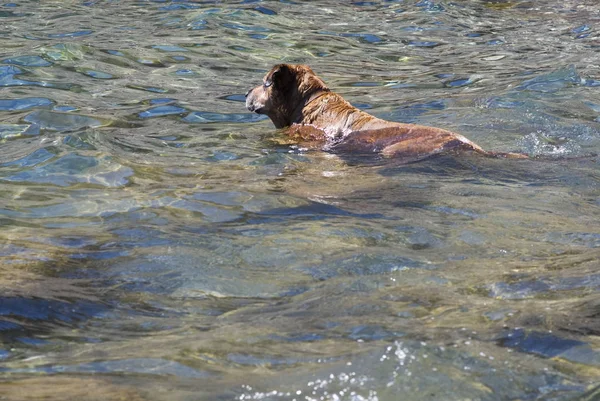 Köpek Yüzme evde beslenen hayvan — Stok fotoğraf