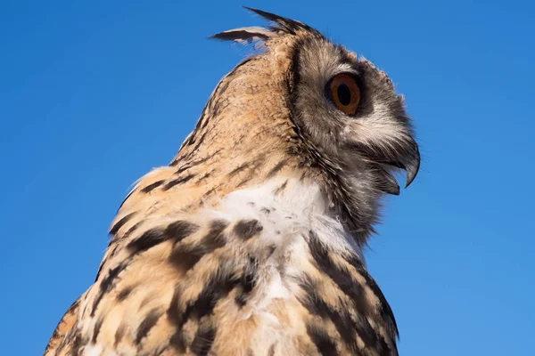 Euraziatische oehoe — Stockfoto