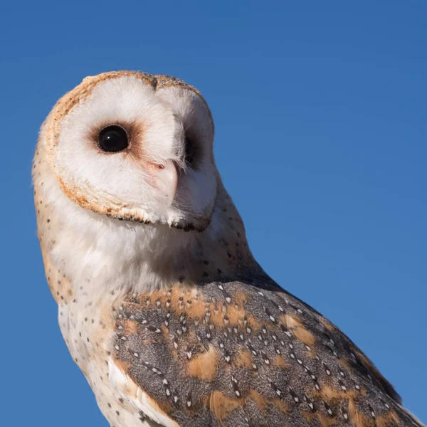 De schuur uil — Stockfoto