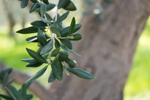 Filial de azeitona, close-up — Fotografia de Stock