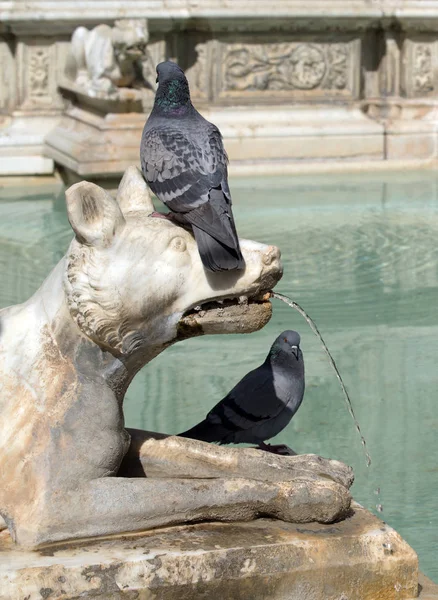 Palomas sobre la estatua de lobo de Fonte Gaia en Siena, Ital — Foto de Stock
