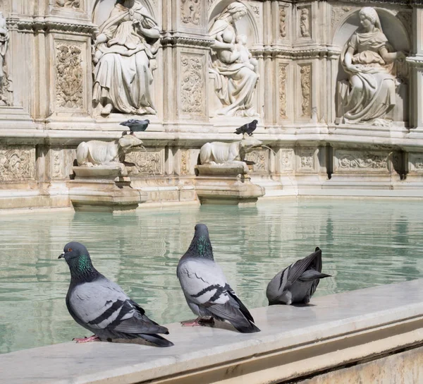 Tauben auf dem fonte gaia brunnen in siena, italien — Stockfoto