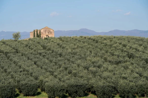 Plantation d'oliviers calabrais — Photo