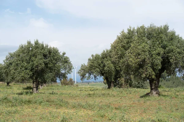 Olivenhain, Kalabrien, Italien — Stockfoto