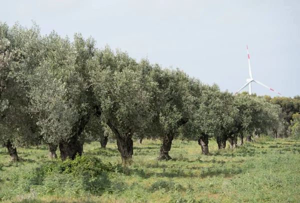 Olive grove, Kalábrie, Itálie — Stock fotografie