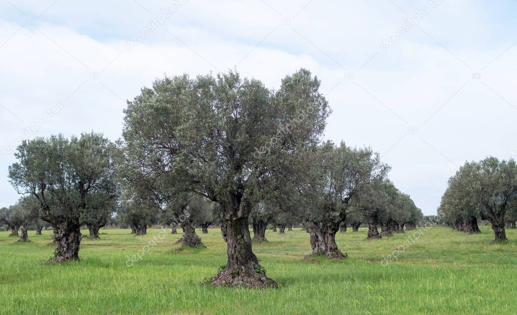 Calabrian olive tree plantation