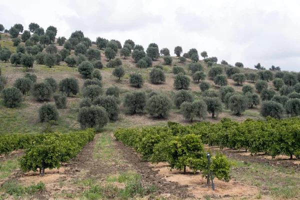 Rural landscape in Calabria region of Italy — Stock Photo, Image