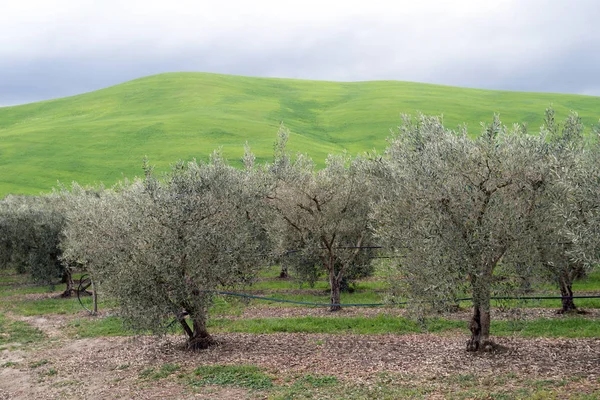 Olive grove, Calabria, Italy — Stock Photo, Image