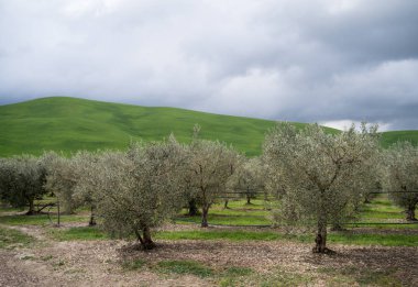 Olive grove, Calabria, İtalya