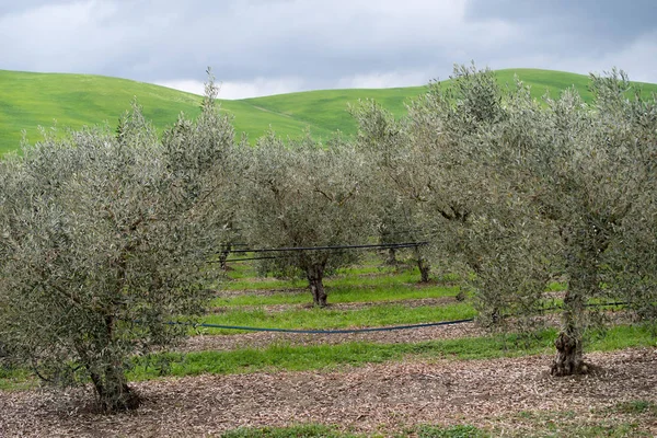 Olive grove, Calabria, Italy — Stock Photo, Image