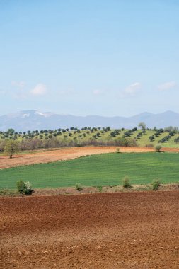Kırsal manzara Calabria, İtalya