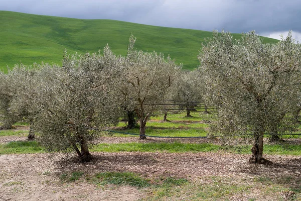 Olive grove, Calabria, Italy — Stock Photo, Image