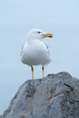 Sarı bacaklı martı (Larus michahellis)