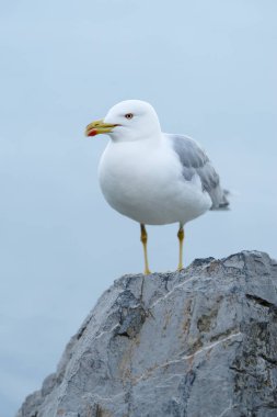Sarı bacaklı martı (Larus michahellis)
