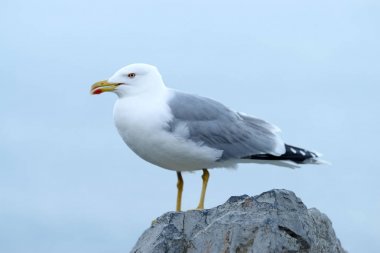 Sarı bacaklı martı (Larus michahellis)