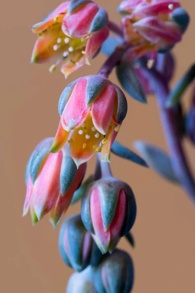 Pachyveria glauca en flor — Foto de Stock