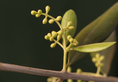 Zeytin ağacı tomurcukları