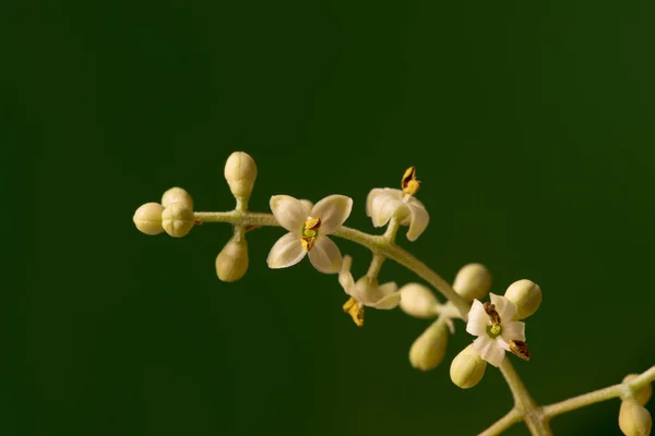 Drzewo oliwne kwiaty — Zdjęcie stockowe