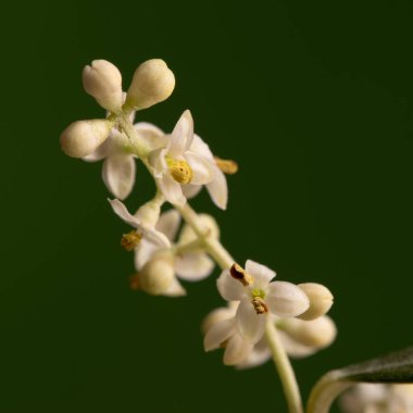 zeytin ağacı çiçek