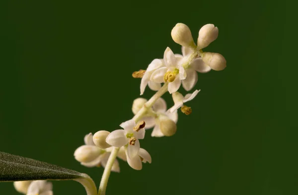 Olijfboom bloemen — Stockfoto