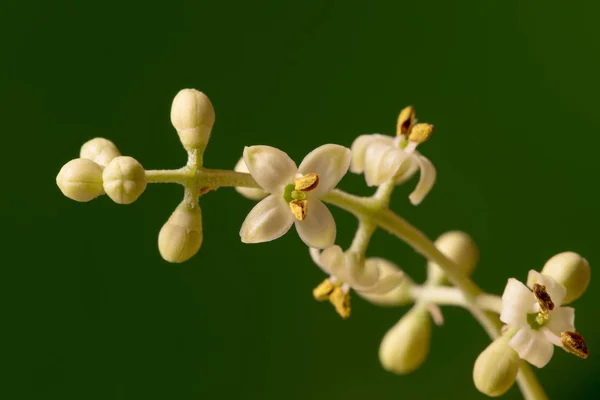 Olijfboom bloemen — Stockfoto