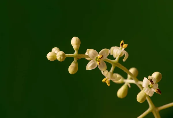 Fiori di ulivo — Foto Stock